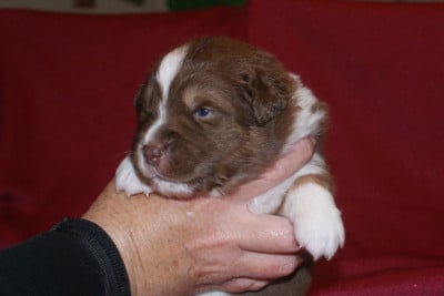 Les chiots de Berger Australien
