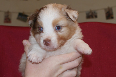 Les chiots de Berger Australien