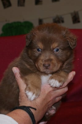 Les chiots de Berger Australien