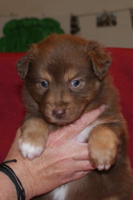 Les chiots de Berger Australien