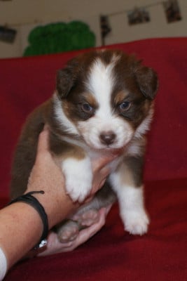 Les chiots de Berger Australien