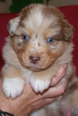 Les chiots de Berger Australien