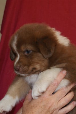 Les chiots de Berger Australien