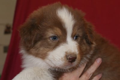 Les chiots de Berger Australien
