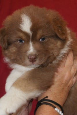 Les chiots de Berger Australien