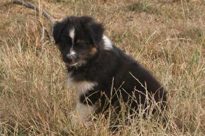 Les chiots de Berger Australien