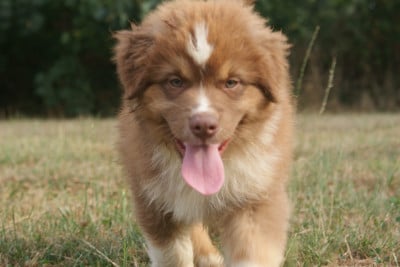 Les chiots de Berger Australien