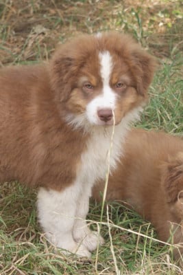Les chiots de Berger Australien
