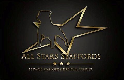 vanger bull Charlie boy - EXCELLENT