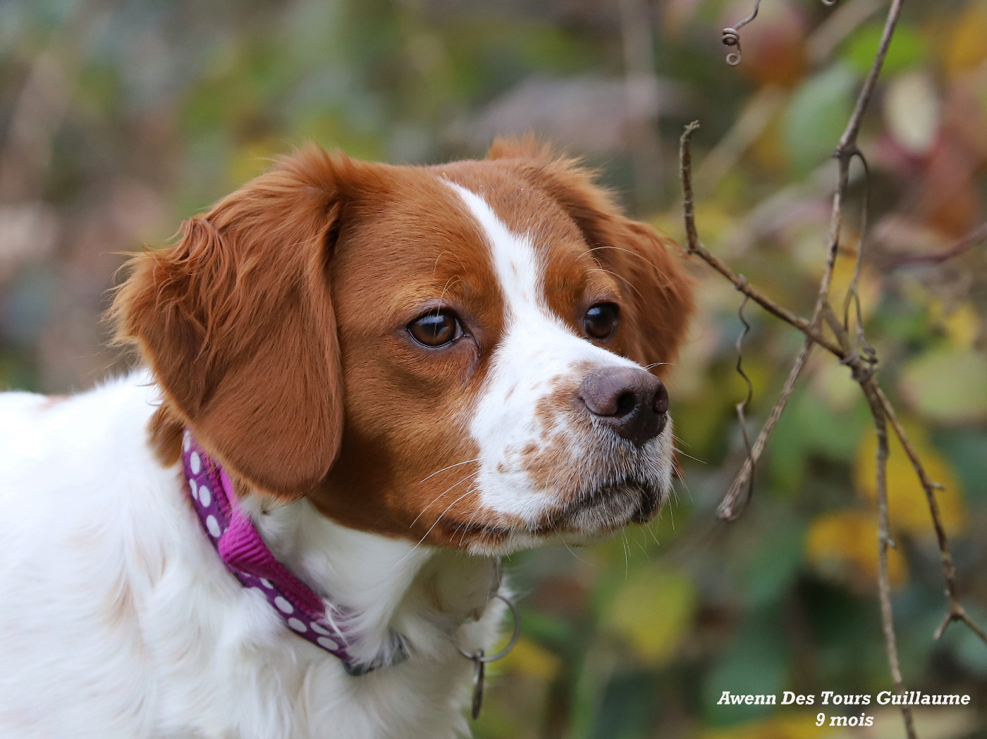Awenn Des Tours Guillaume