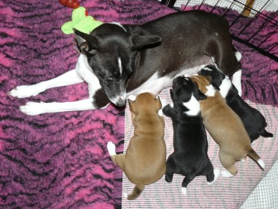 Les chiots de Basenji