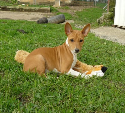 Les chiots de Basenji