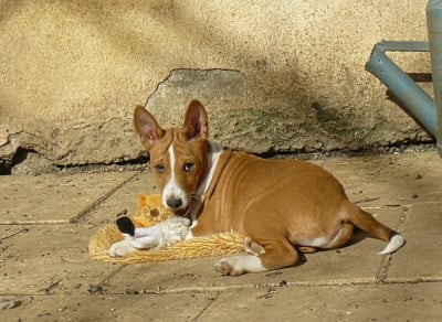 Les chiots de Basenji