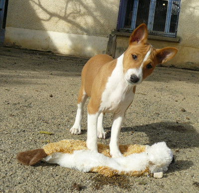 Les chiots de Basenji