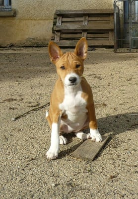 Les chiots de Basenji