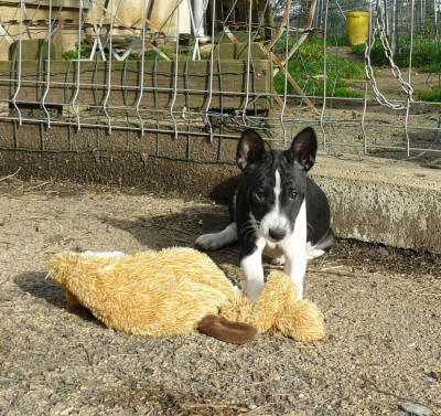 Les chiots de Basenji