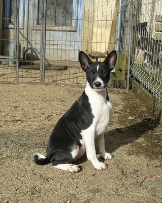 Les chiots de Basenji
