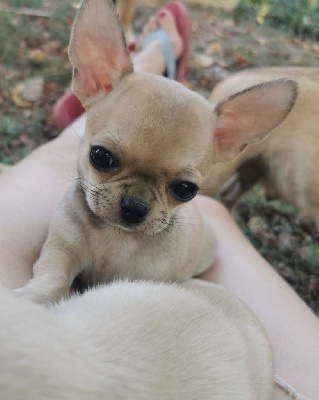 Umani T' - Chihuahua