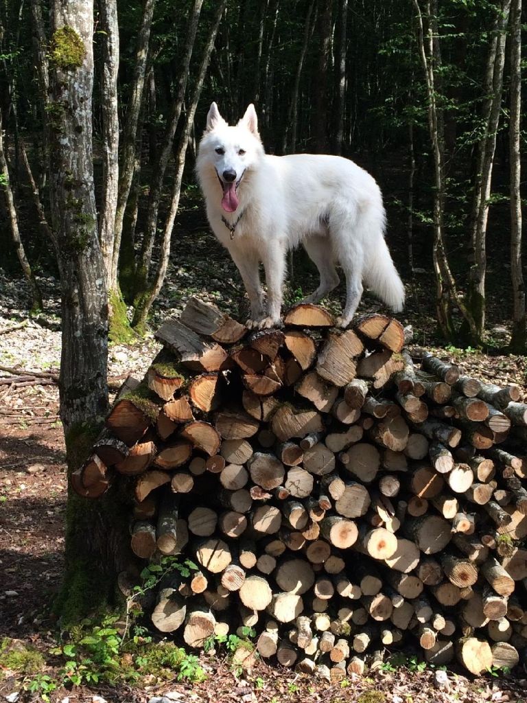 Publication : (Sans Affixe) Auteur : Estelle