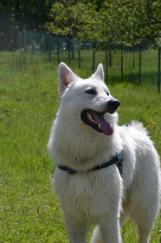 Publication : (Sans Affixe) Auteur : Estelle