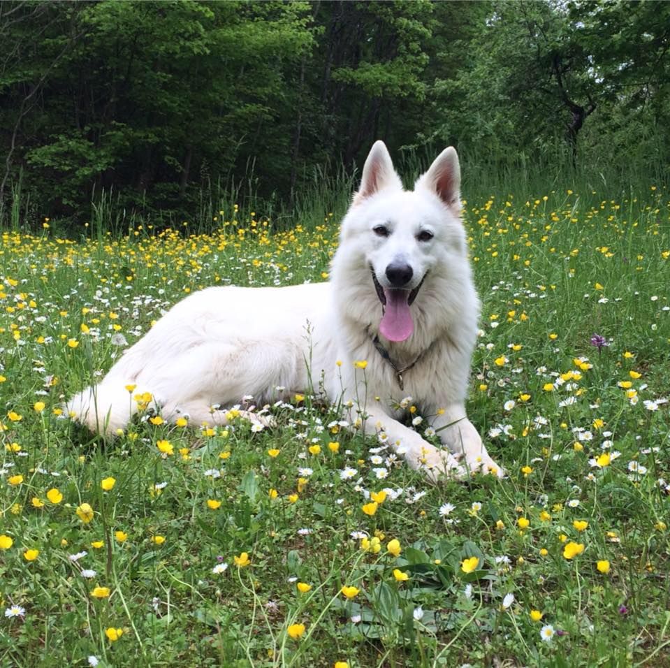 Publication : (Sans Affixe) Auteur : Estelle