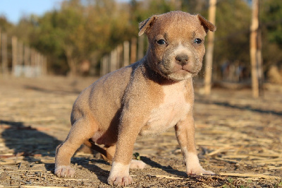 Les chiots de American Staffordshire Terrier