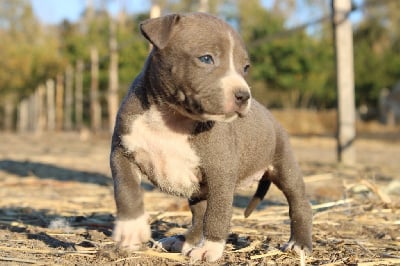 Les chiots de American Staffordshire Terrier