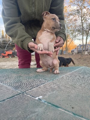 Les chiots de American Staffordshire Terrier