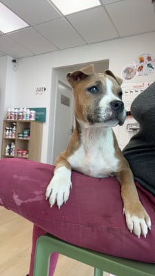 Les chiots de American Staffordshire Terrier