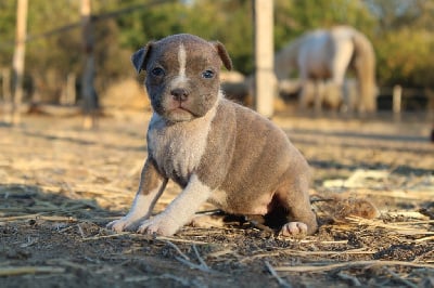 Les chiots de American Staffordshire Terrier