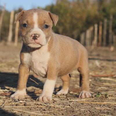 Les chiots de American Staffordshire Terrier
