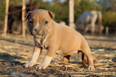 Les chiots de American Staffordshire Terrier