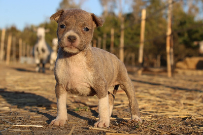 Les chiots de American Staffordshire Terrier
