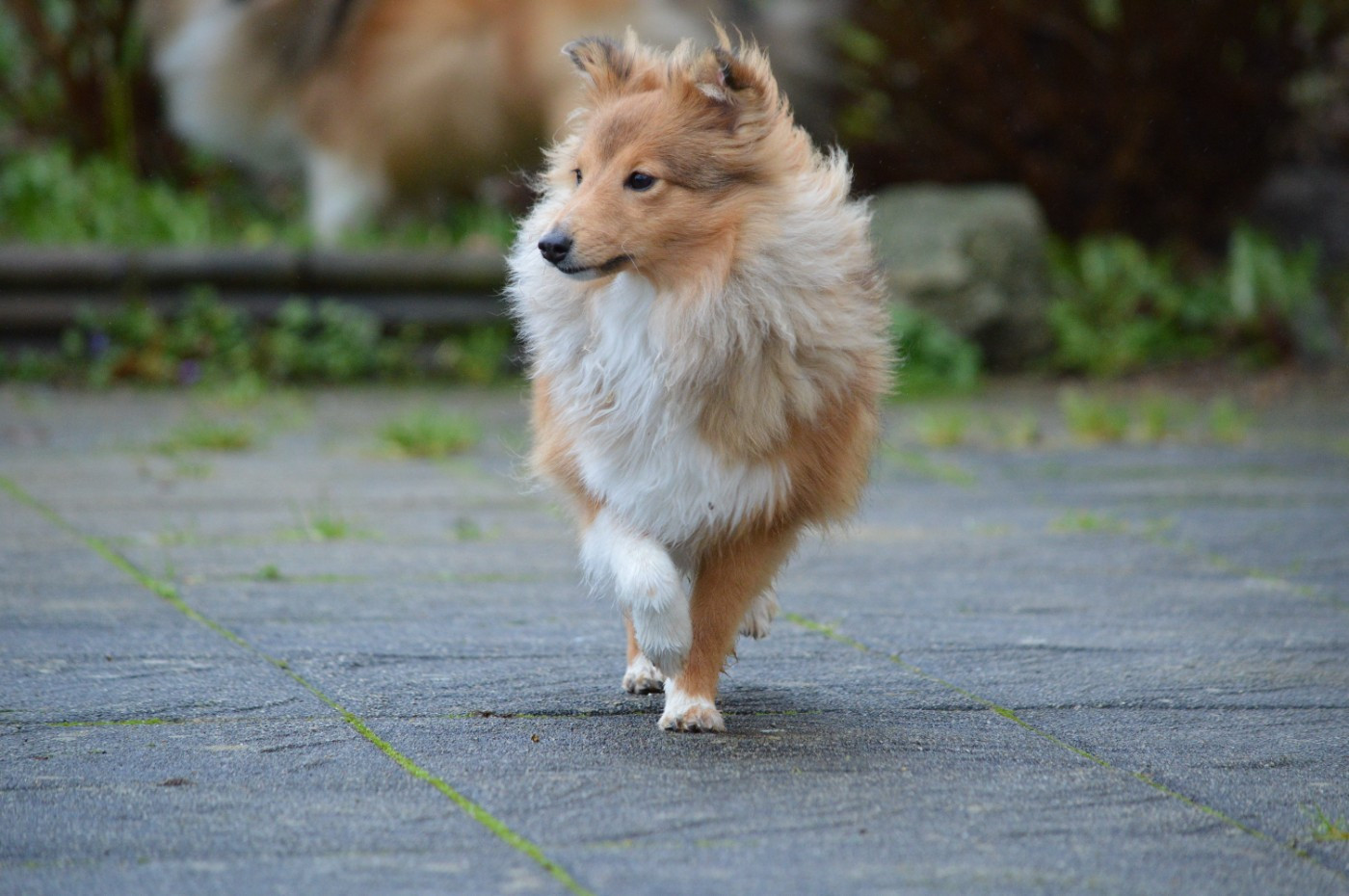 Amazing Golden Grace