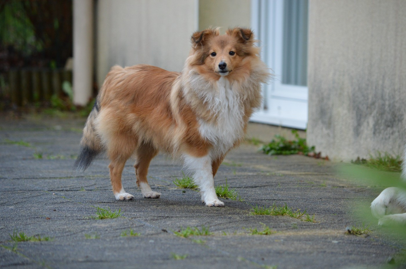 Amazing Golden Grace