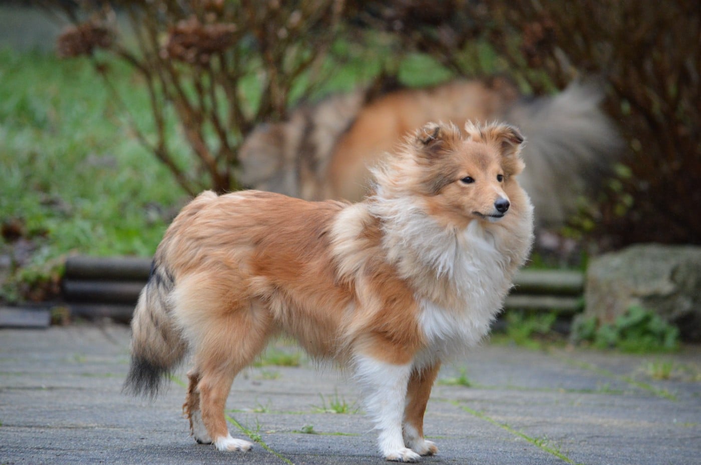 Amazing Golden Grace