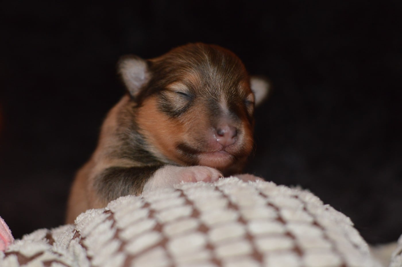 CHIOT 1