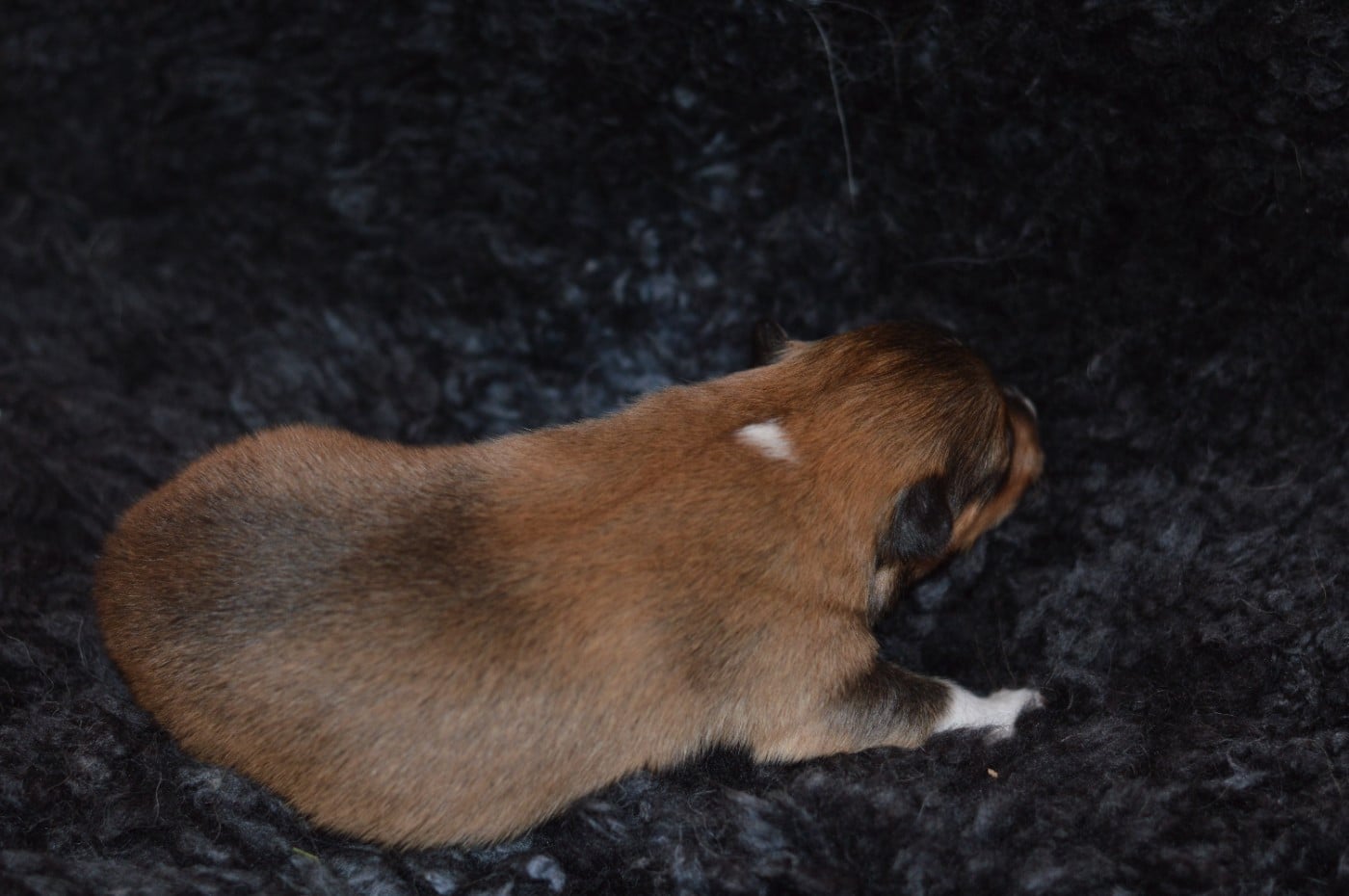 CHIOT 1