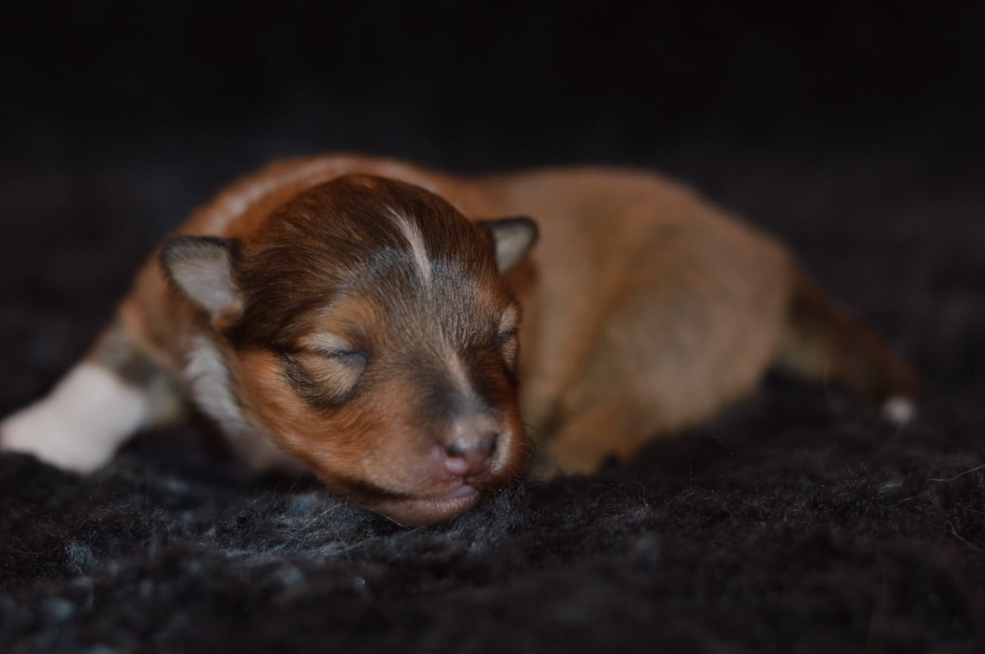 CHIOT 2