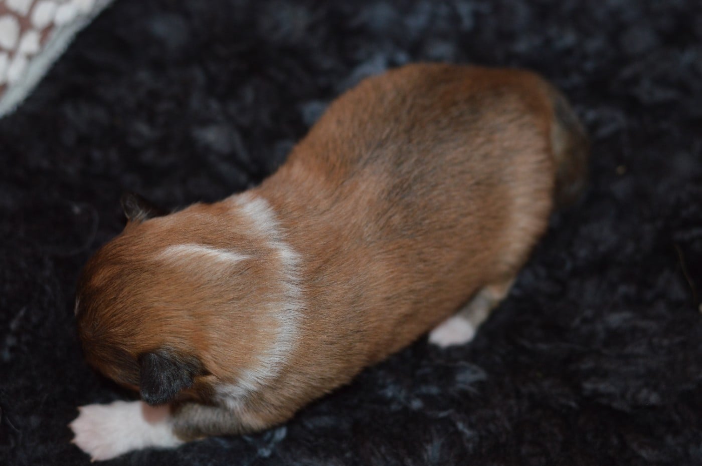 CHIOT 2