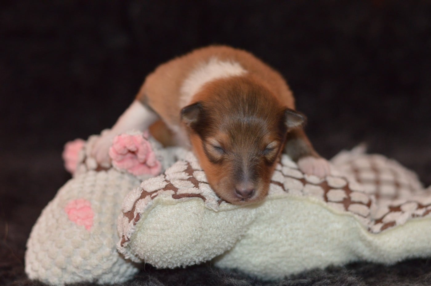CHIOT 3