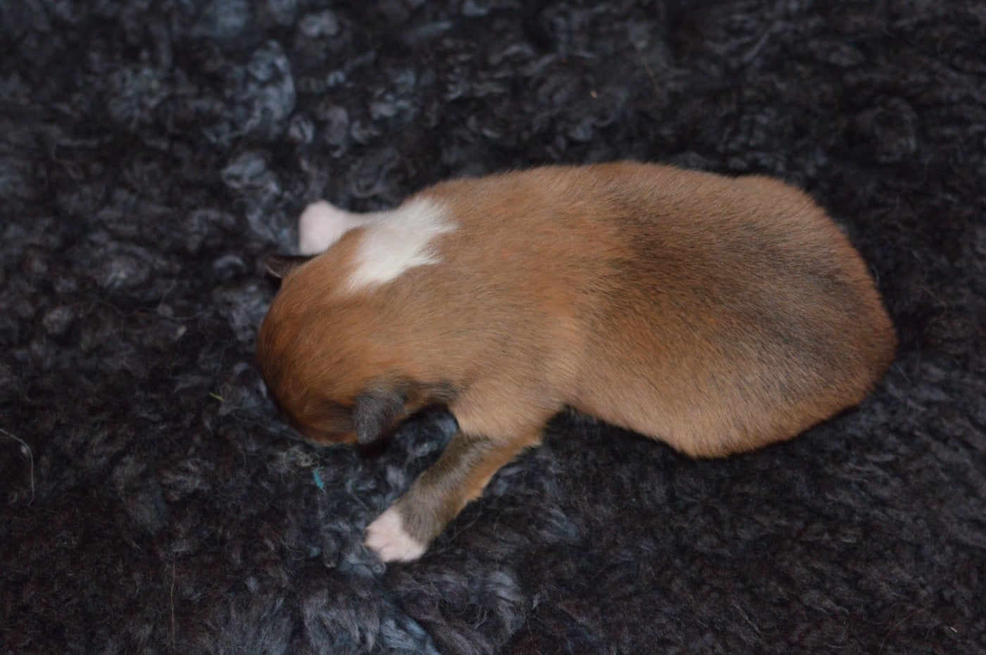 CHIOT 3