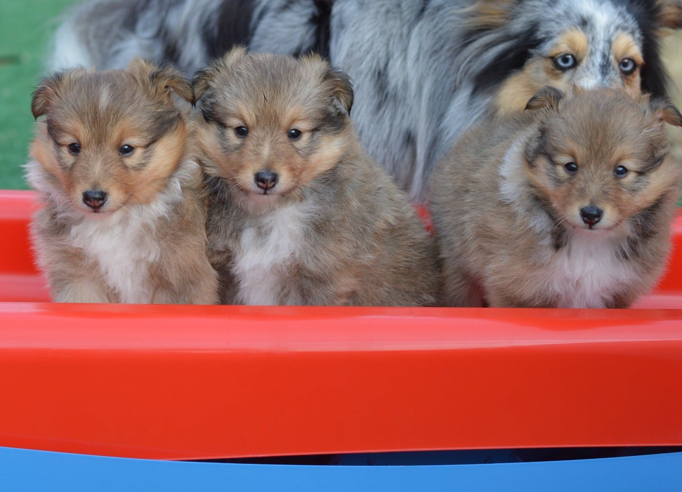 Shetland Sheepdog - Loudy's Rock