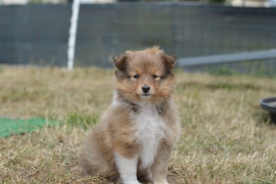 Les chiots de Shetland Sheepdog