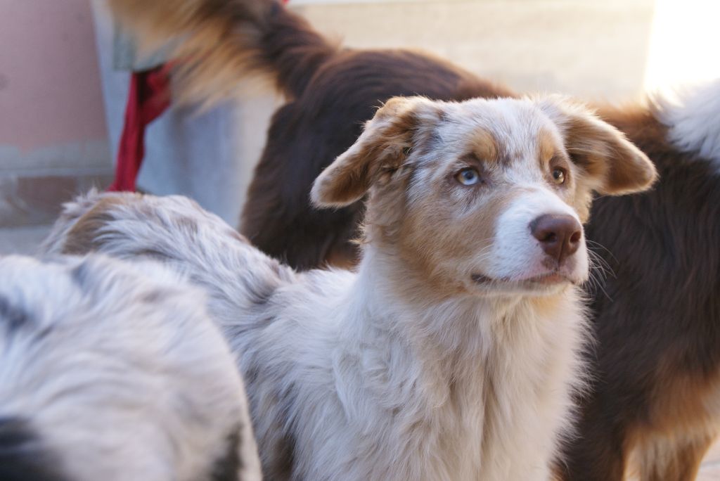 Accueil Elevage Elodie Bourguignon Eleveur De Chiens