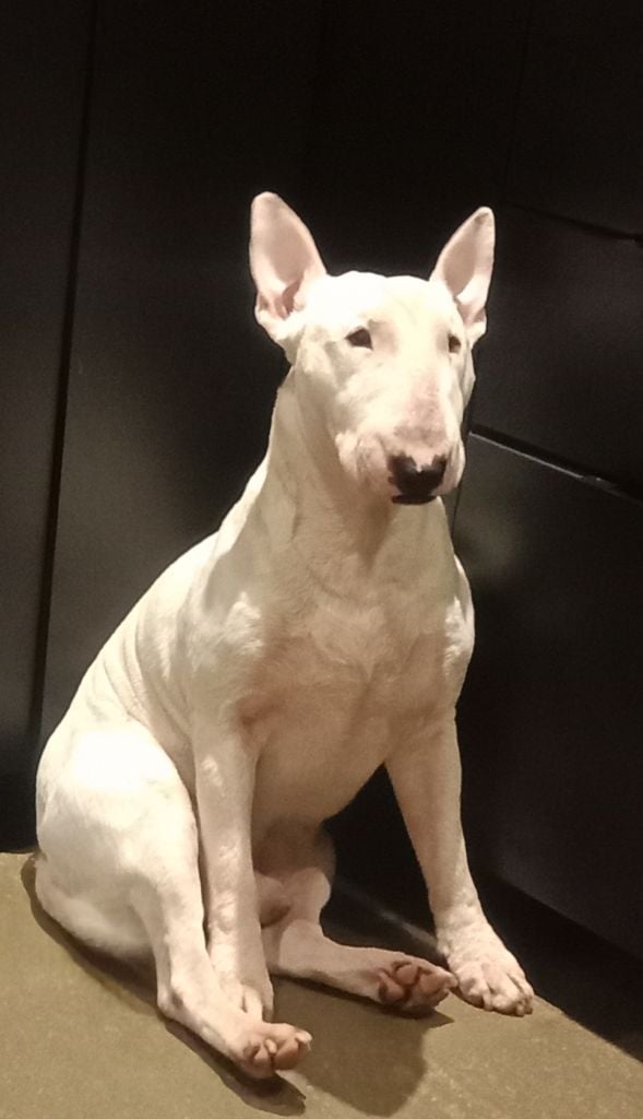 Murphy white predators