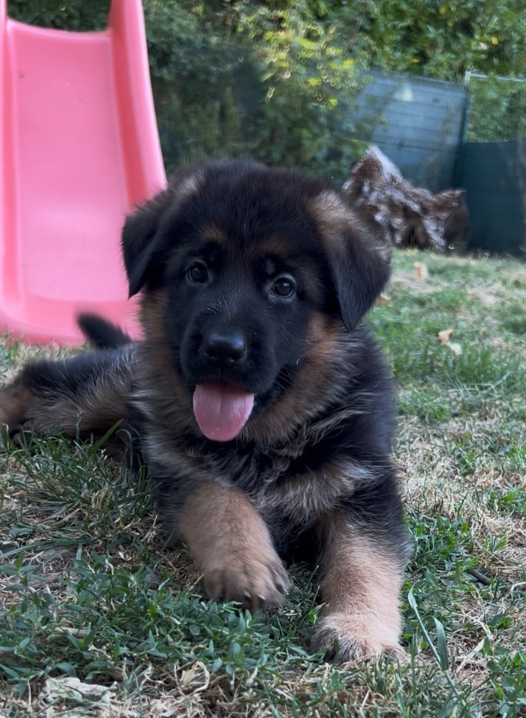 Berger Allemand - Von Haus Kenzy