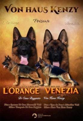 Les chiots de Berger Allemand