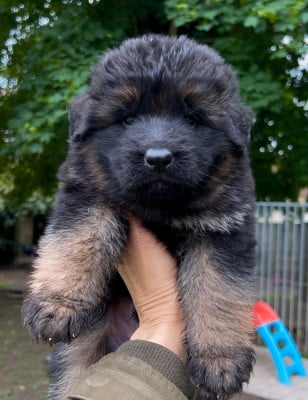 Male POIL LONG I - Berger Allemand