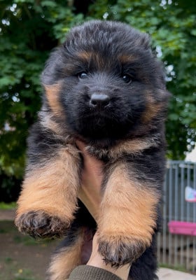 Male POIL LONG II - Berger Allemand